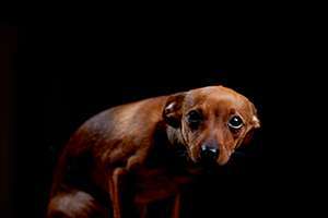 Eerste Hulp Remedie voor honden