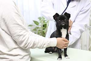 Le stress chez le chien