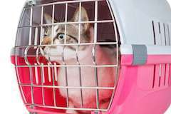 Le stress chez le chat
